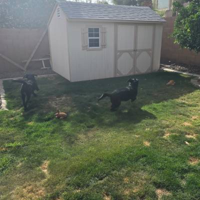 YARD WASTE CLEANUP
